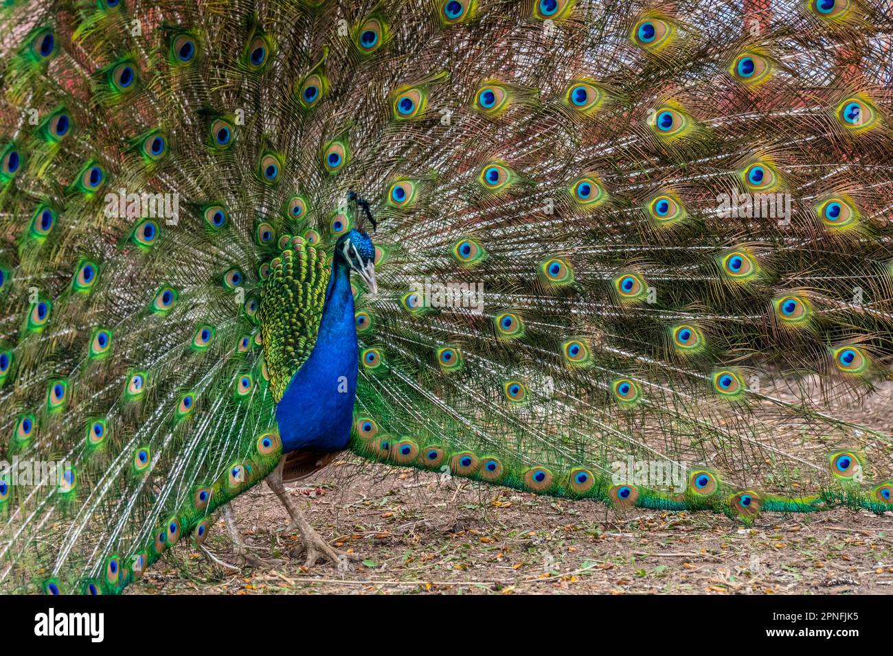 Ein blauer und grüner Pfau in Terry Bison Ranch, Wyoming Stockfoto