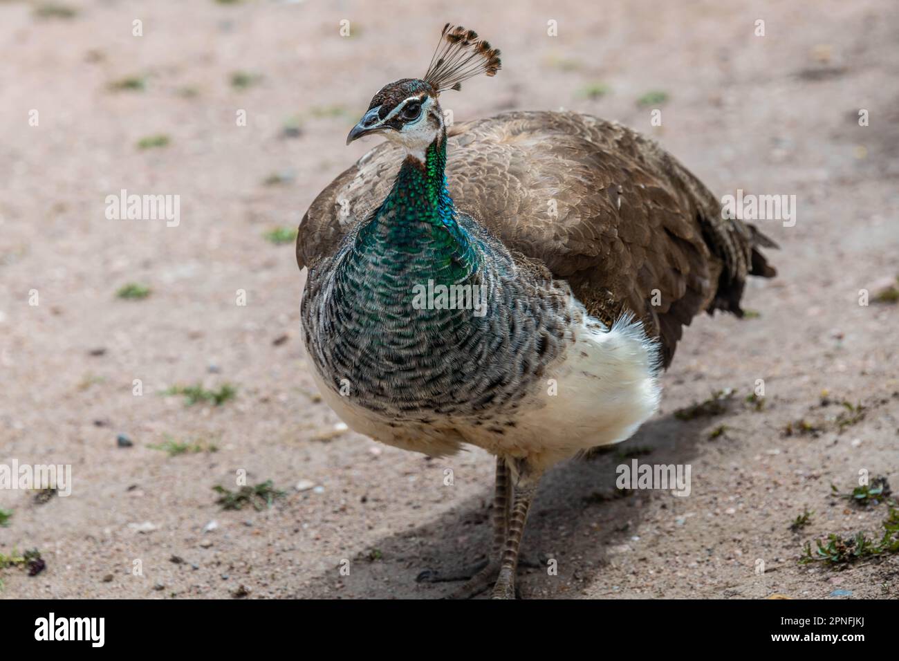 Ein blauer und grüner Pfau in Terry Bison Ranch, Wyoming Stockfoto