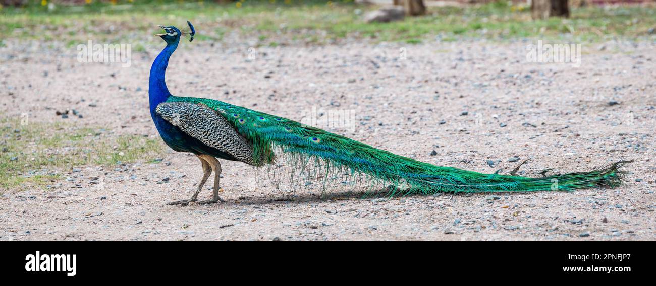 Ein blauer und grüner Pfau in Terry Bison Ranch, Wyoming Stockfoto