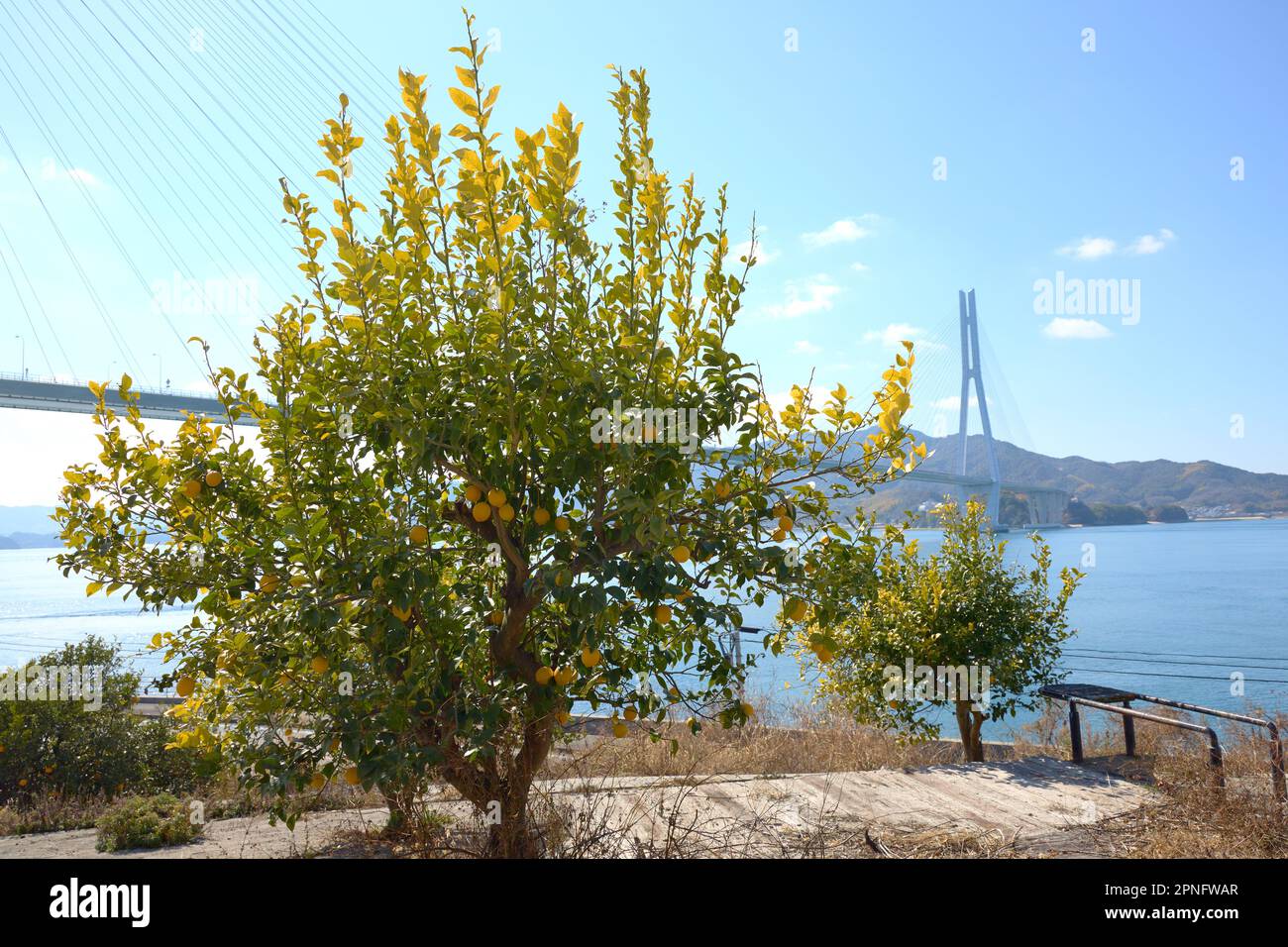 Lemon in Setouchi, Japan Stockfoto