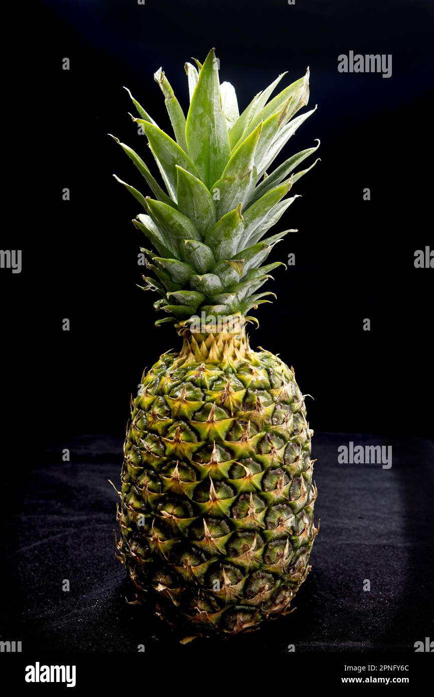 Studiofoto einer ganzen Ananas vor schwarzem Hintergrund. Stockfoto