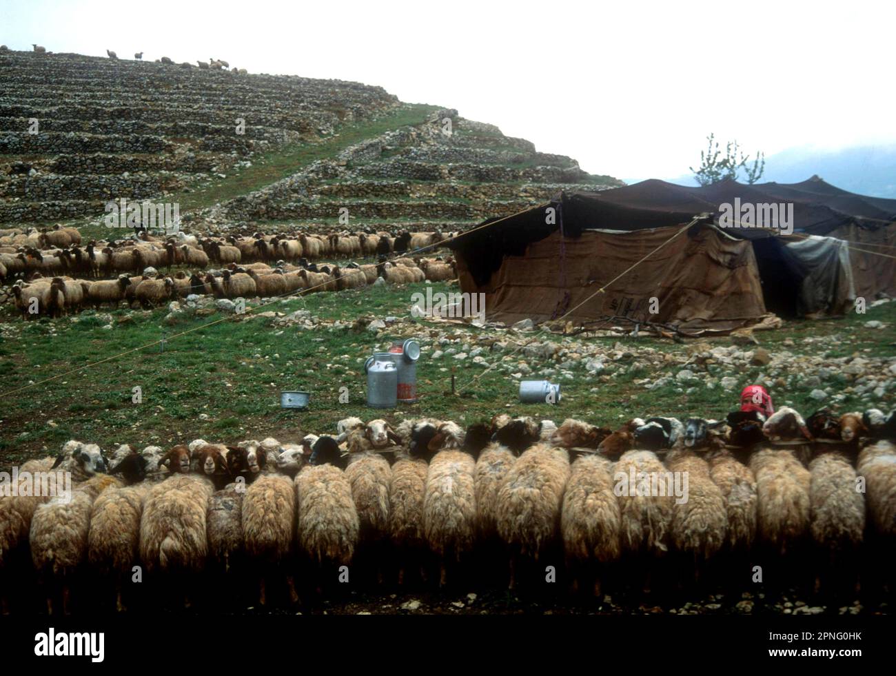 Beduinenlager mit Schafen zum Melken, Chouf Mountains, Libanon, 1993 Stockfoto
