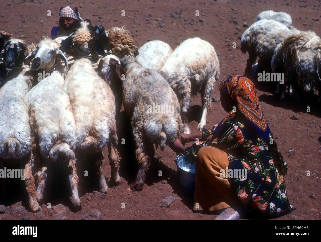 Beduinenmädchen melkt Schafe, Zentralsyrien Stockfoto
