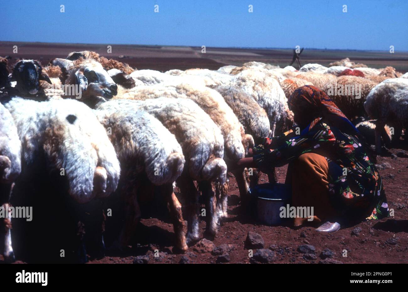 Ein Mädchen melkt fette Schwanzschafe in Syrien, 1984 Stockfoto