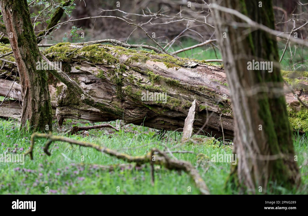 Boek, Deutschland. 18. April 2023. Ein umgestürzter Baum liegt im Wald des Nationalparks. Der Naturtourismus soll im 320 km2 großen Müritz-Nationalpark weiter gefördert werden. Nach eigenen Angaben ist das Schutzgebiet der größte Waldnationalpark Deutschlands und etwa so groß wie die Münchner Region. Kredit: Bernd Wüstneck/dpa/Alamy Live News Stockfoto