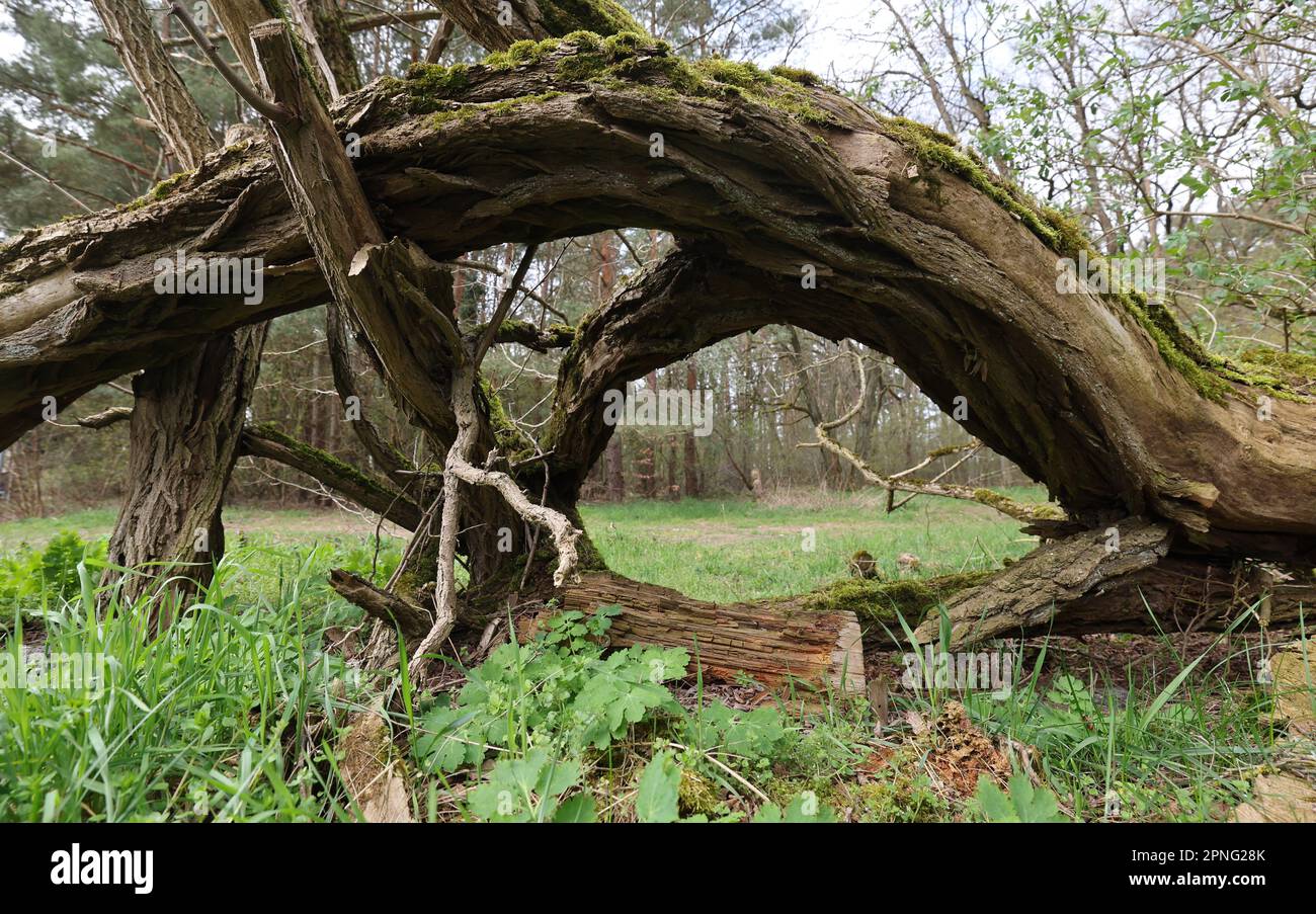 Boek, Deutschland. 18. April 2023. Ein umgestürzter Baum liegt im Wald des Nationalparks. Der Naturtourismus soll im 320 km2 großen Müritz-Nationalpark weiter gefördert werden. Nach eigenen Angaben ist das Schutzgebiet der größte Waldnationalpark Deutschlands und etwa so groß wie die Münchner Region. Kredit: Bernd Wüstneck/dpa/Alamy Live News Stockfoto