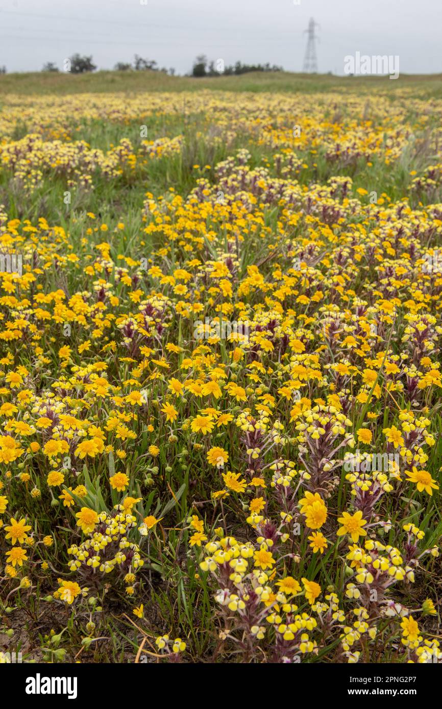 Im Central Valley von Kalifornien blühende Wildblumen aus dem vernalen Pool. Gelber johnny Tuck, Triphysaria und Fremonts Goldfelder, Lasthenia. Stockfoto