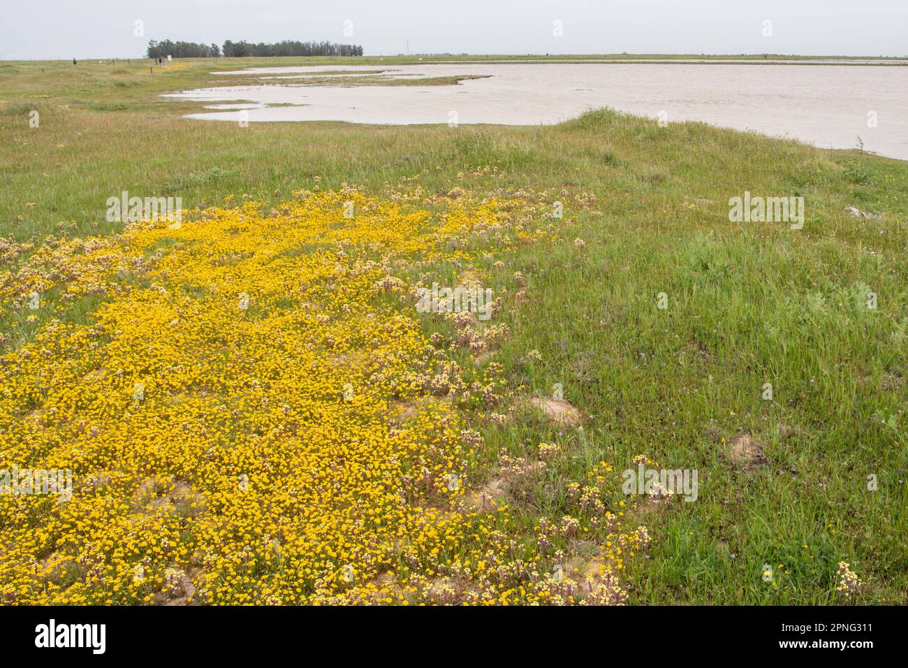 Einheimische Wildblumen blühen im Central Valley von Kalifornien während einer Superblüte. Farbenfrohe gelbe Planschgoldfelder, Lasthenia fremontii. Stockfoto