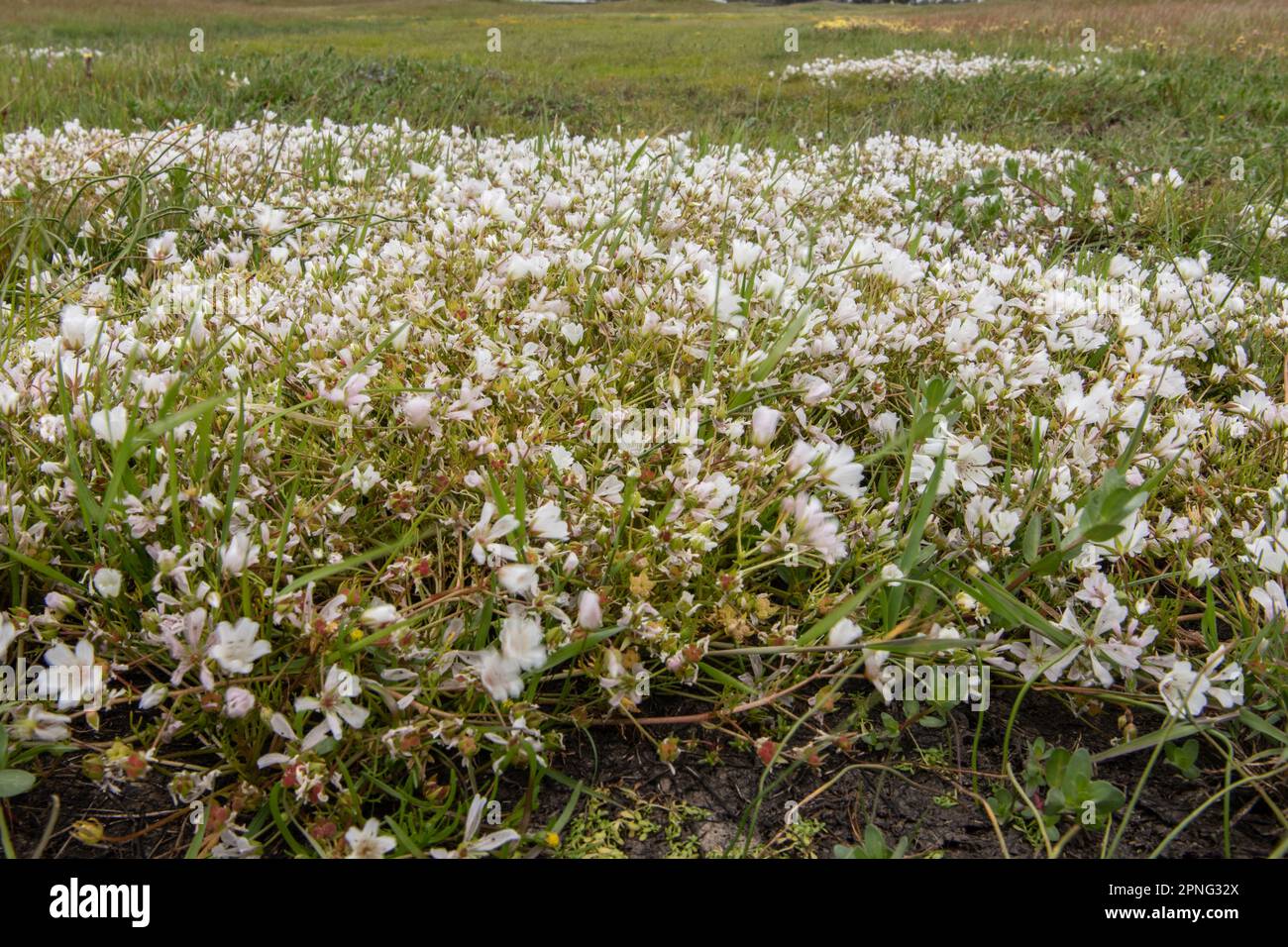 Spezialistin für den Vernal-Pool, die im Central Valley von Kalifornien blüht. Weißer Wiesenschaum (Limnanthes alba), eine einheimische Pflanze blüht. Stockfoto