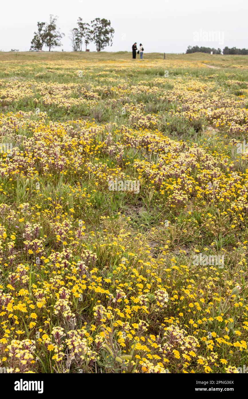 Einheimische Wildblumen blühen im Central Valley von Kalifornien während einer Superblüte. Farbenfrohe gelbe Planschgoldfelder, Lasthenia fremontii. Stockfoto