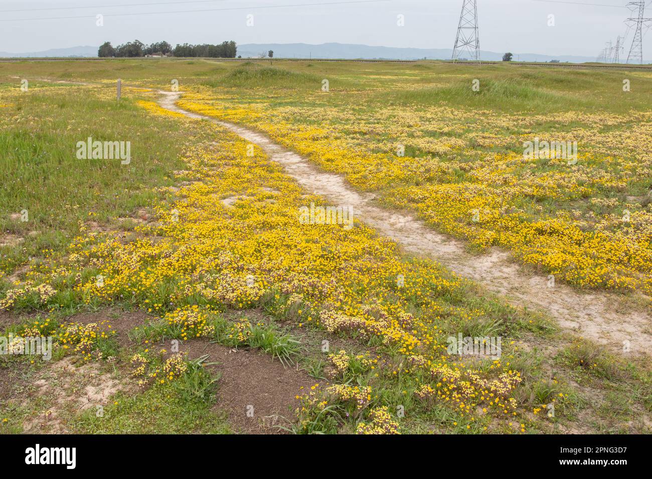 Einheimische Wildblumen blühen im Central Valley von Kalifornien während einer Superblüte. Farbenfrohe gelbe Planschgoldfelder, Lasthenia fremontii. Stockfoto