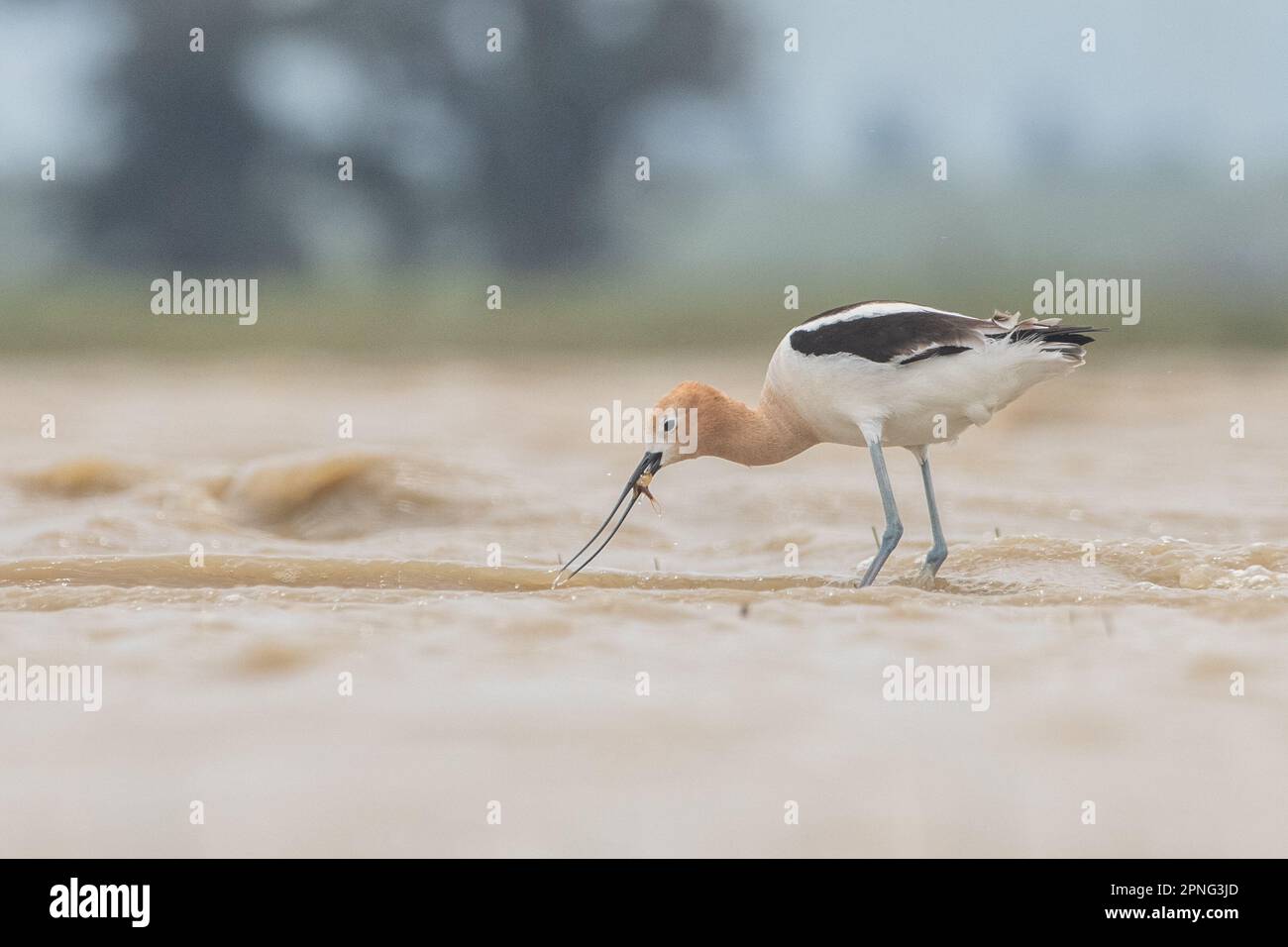 Amerikanischer Avocet (Recurvirostra americana), der im zentralen Tal Kaliforniens eine vom Aussterben bedrohte Seezungengarnele (Lepidurus packardi) isst. Stockfoto