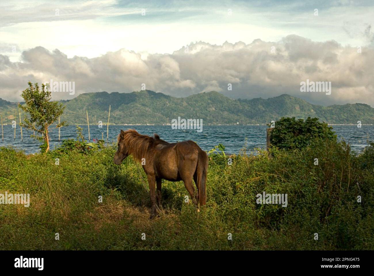 Ein Pferd wird fotografiert, während es am Ufer des Tondano-Sees in Remboken, Minahasa, North Sulawesi, Indonesien steht. Der Besitzer gibt dem Pferd eine Pause vom „bendi“, einem Pferdewagen, der als Miettransport dient. Stockfoto