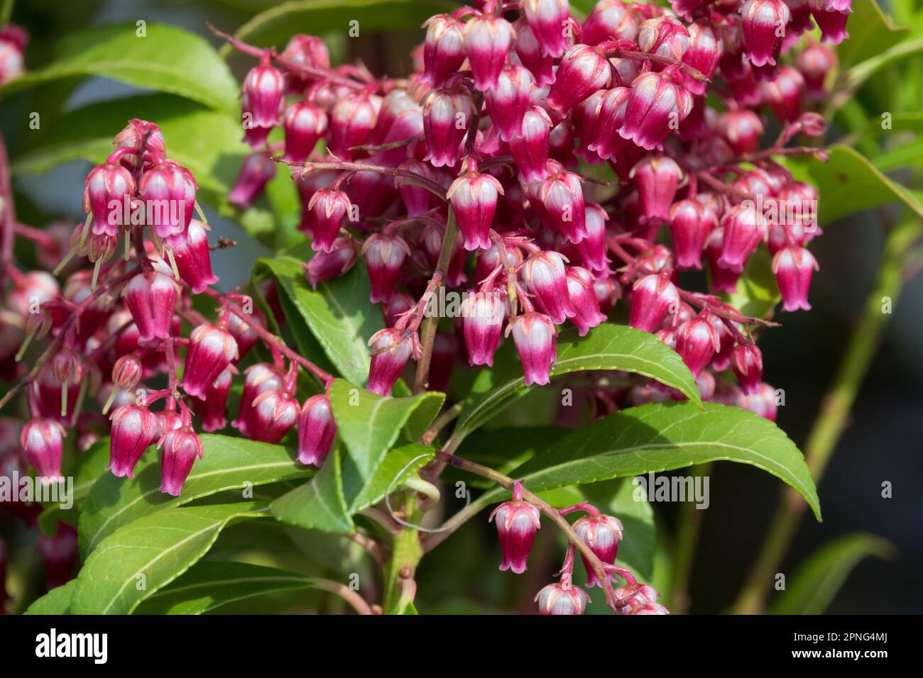 Red Pieris japonica Pieris „Passion“ kleine Glocken Sträucher Japanische Andromeda Rote Japanische Pieris Blüten Stockfoto