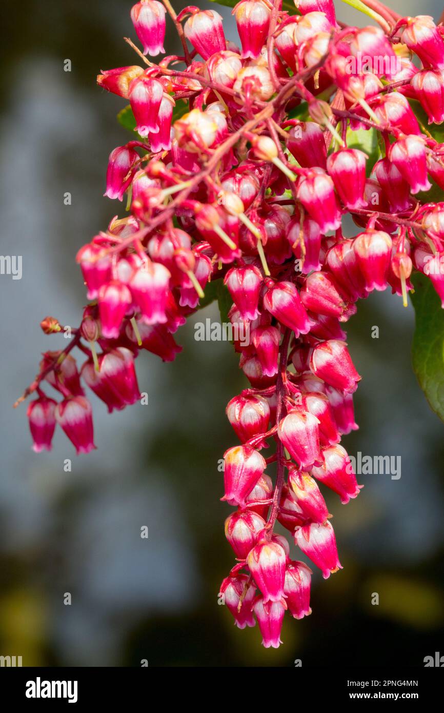 Red Pieris 'Passion', wunderschön, Pieris japonica Stockfoto