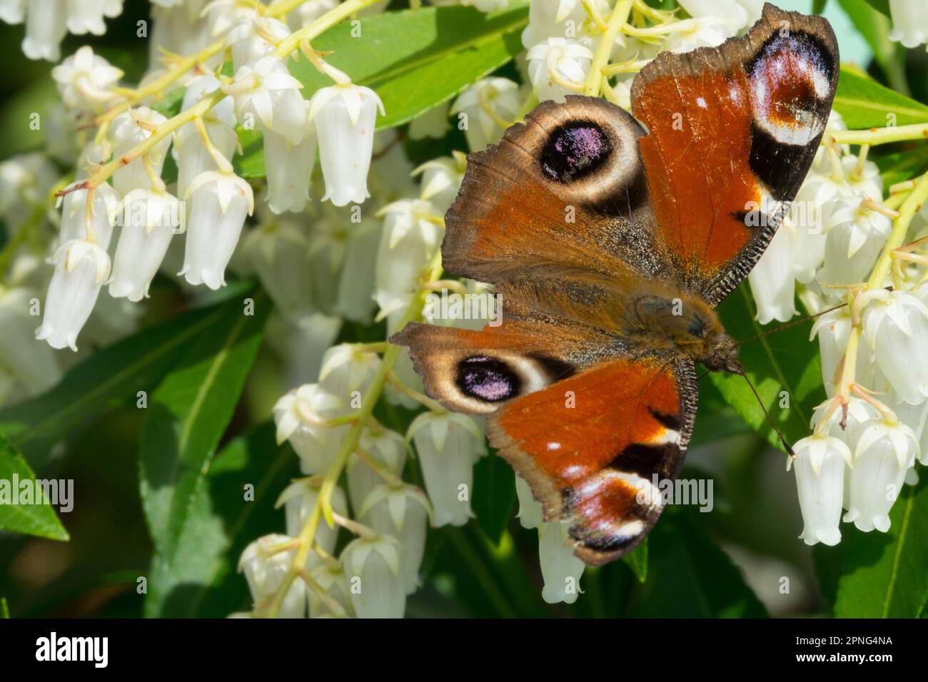 Europäischer Pfau-Schmetterling, Aglais io, Schmetterlingsflügel, gebrochene, beschädigte Flügel, Pieris japonica Stockfoto