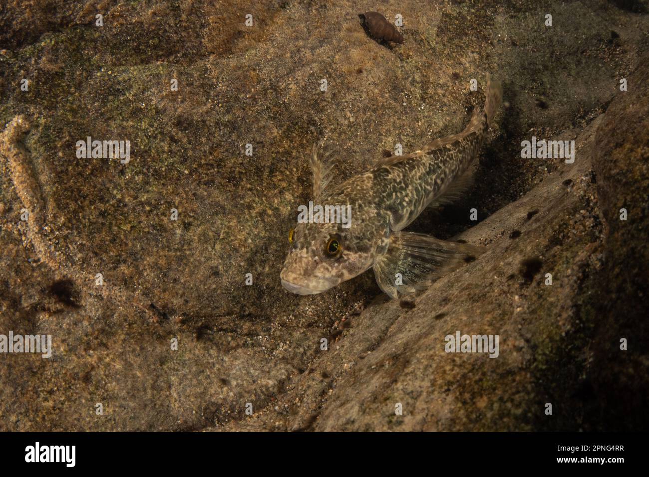 Coastrange Sculpin (Cottus aleuticus) ist gut getarnt auf dem Grund eines kalifornischen Flusses an der Westküste von Nordamerika. Stockfoto