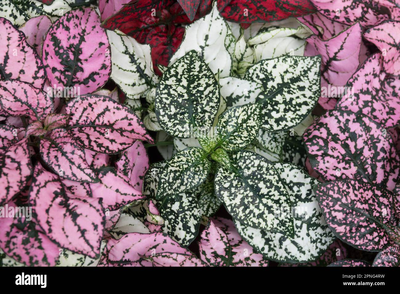 Polka dot Pflanze (Hypoestes phyllostachya) in der Familie Acanthaceae in  der Sorte Hippo Pink Stockfotografie - Alamy