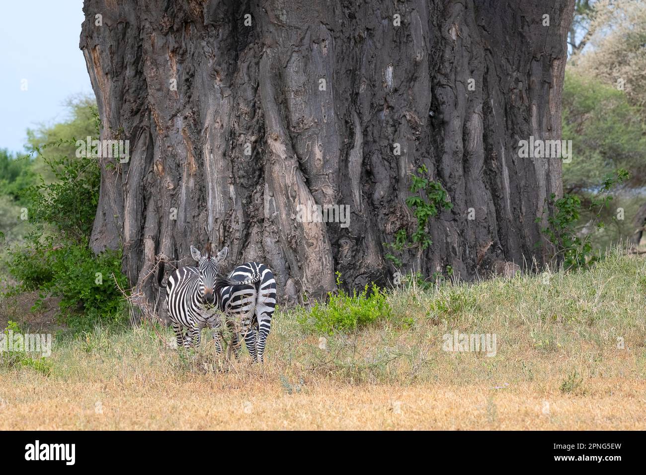 Prärie-Zebra (Equus quagga) oder Pferdezebra, Tiere vor dem afrikanischen Baobab (Adansonia digitata)-Baum, Tarangire-Nationalpark, Tansania Stockfoto