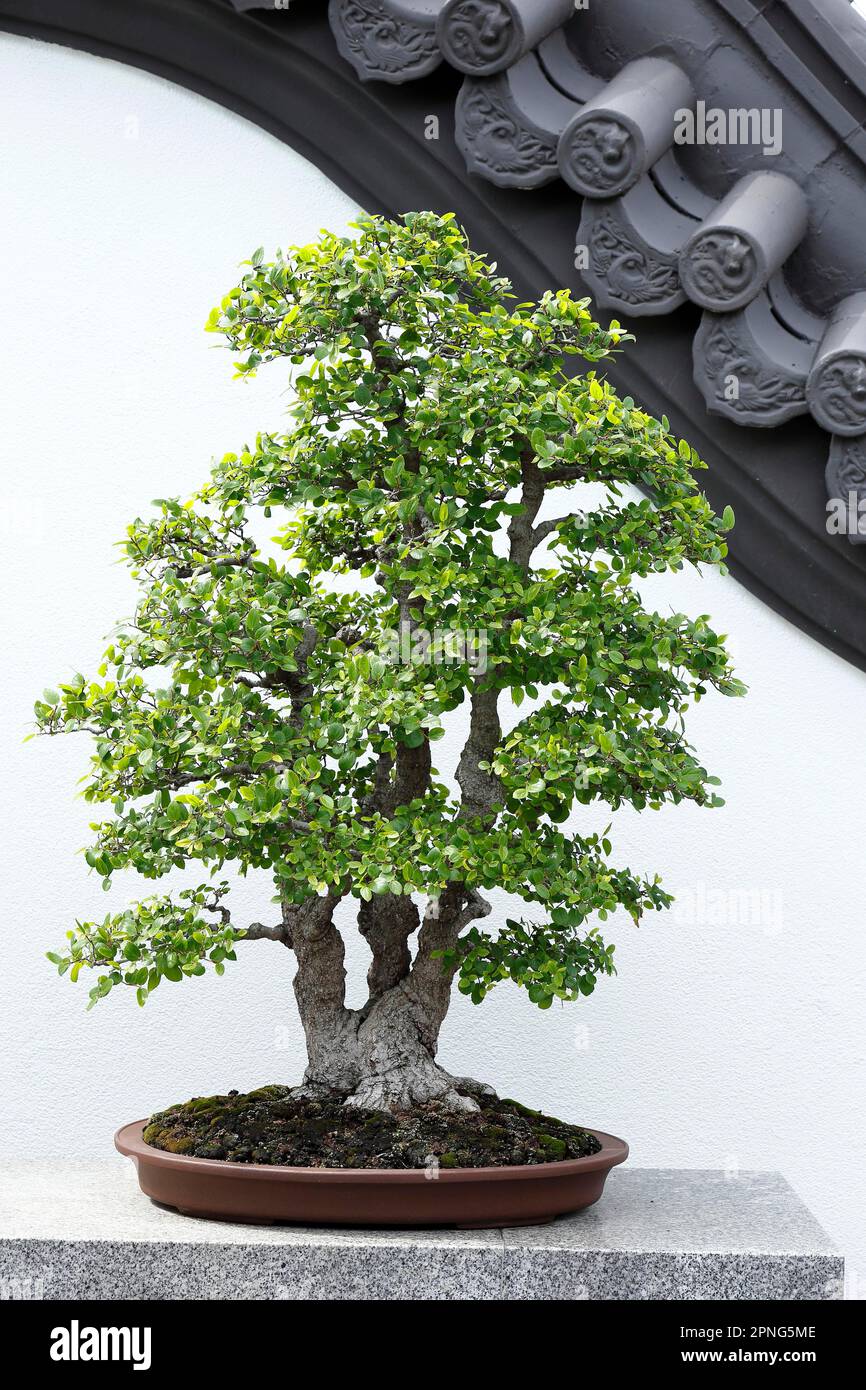 Natur, Bonsai-Pflanze, Botanischer Garten, Montreal, Provinz Quebec, Kanada  Stockfotografie - Alamy