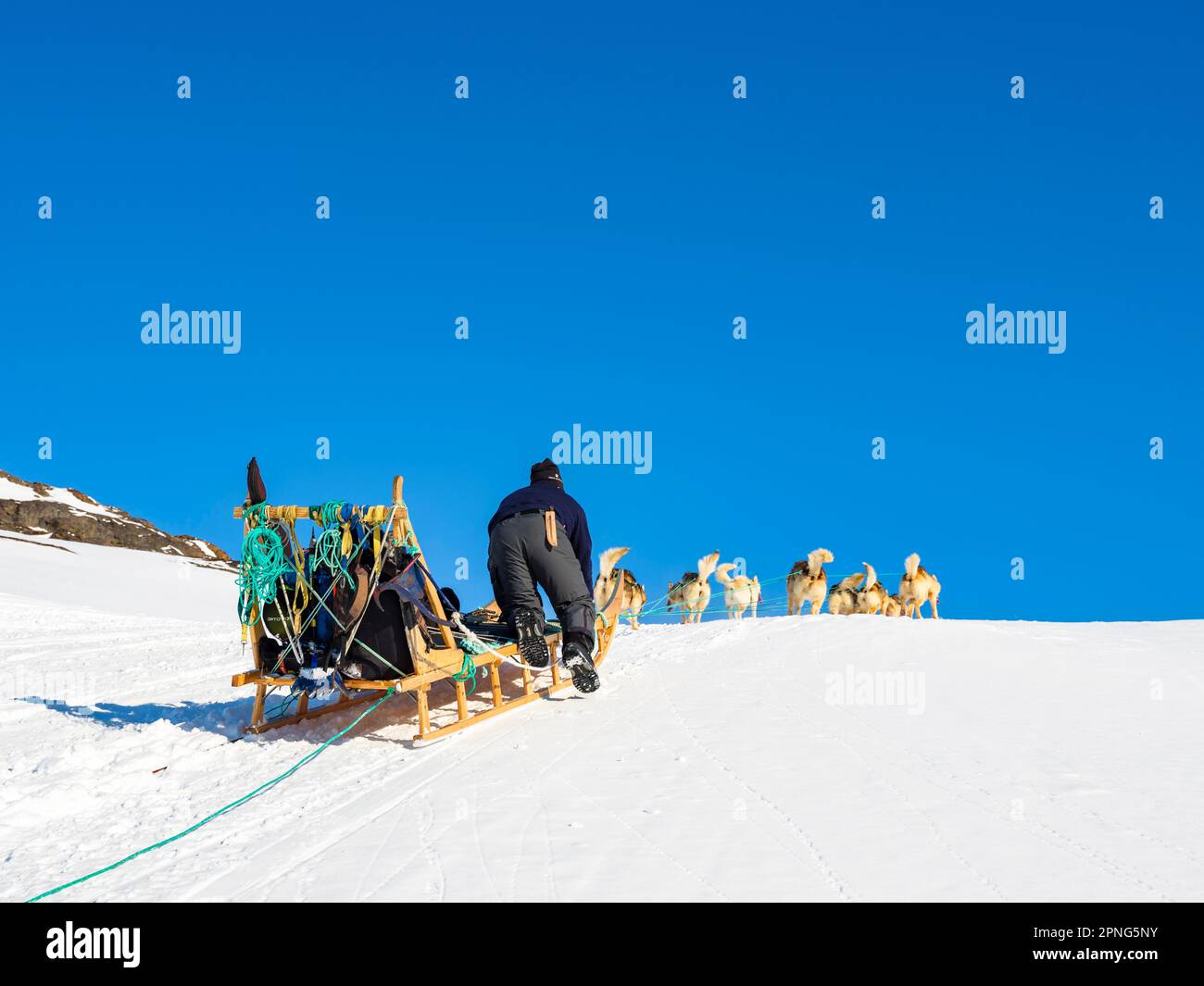 Inuit mit seinem Hundeschlittenteam Tasiilaq, Ammassalik Island, Kommuneqarfik Sermersooq, Ostgrönland, Grönland Stockfoto