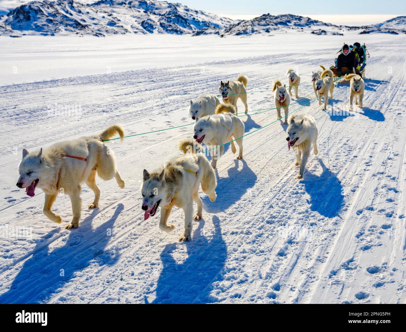 Inuit mit seinem Hundeschlittenteam Tasiilaq, Ammassalik Island, Kommuneqarfik Sermersooq, Ostgrönland, Grönland Stockfoto
