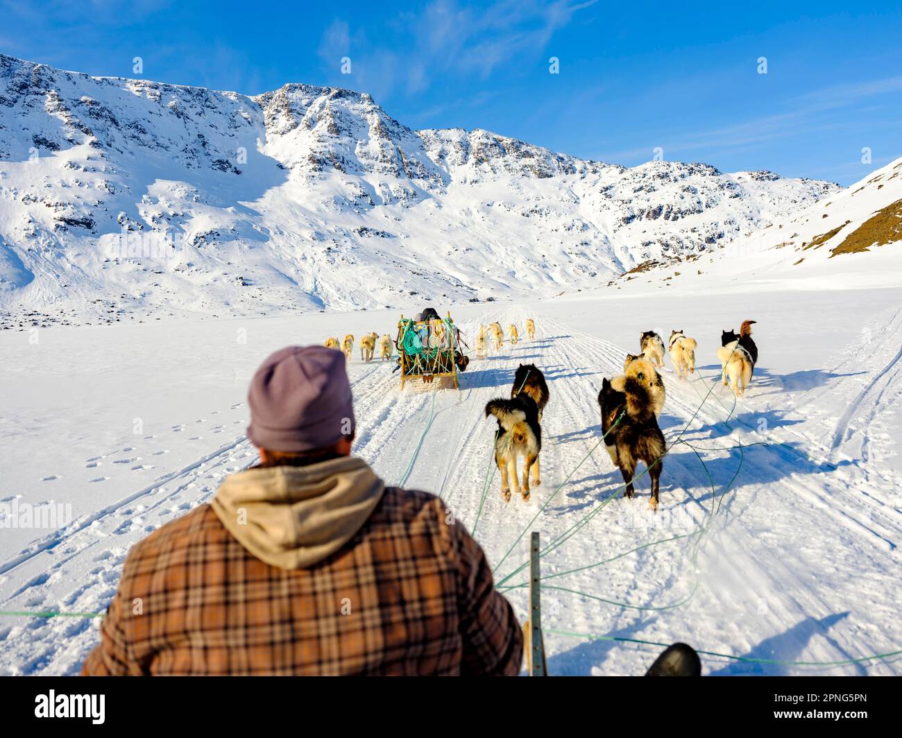 Inuit mit ihren Hundeschlittenteams in Bewegung, Tasiilaq, Ammassalik Island, Kommuneqarfik Sermersooq, Ostgrönland, Grönland Stockfoto