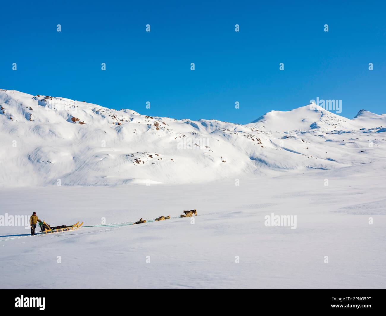 Inuit mit seinem Hundeschlittenteam Tasiilaq, Ammassalik Island, Kommuneqarfik Sermersooq, Ostgrönland, Grönland Stockfoto