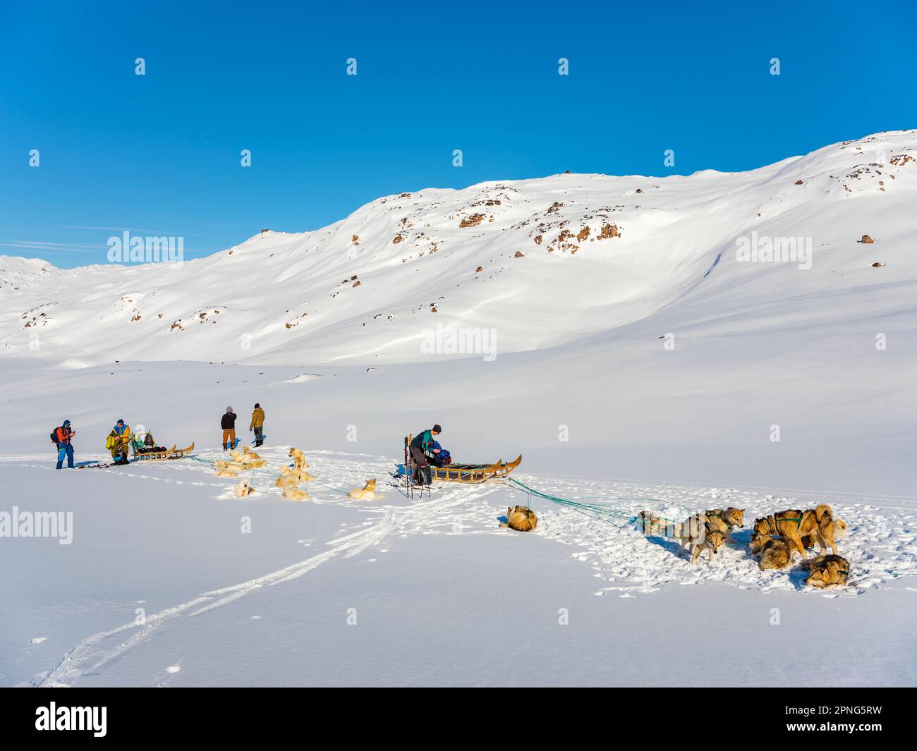 Inuit mit ihren Hundeschlittenteams und Ski-Touristen, Tasiilaq, Ammassalik Island, Kommuneqarfik Sermersooq, Ostgrönland, Grönland Stockfoto