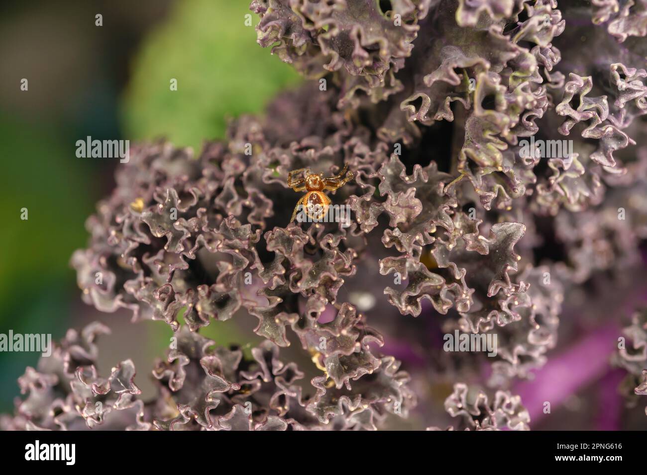 Nahaufnahme einer kleinen Spinne auf Purpurkohl Stockfoto