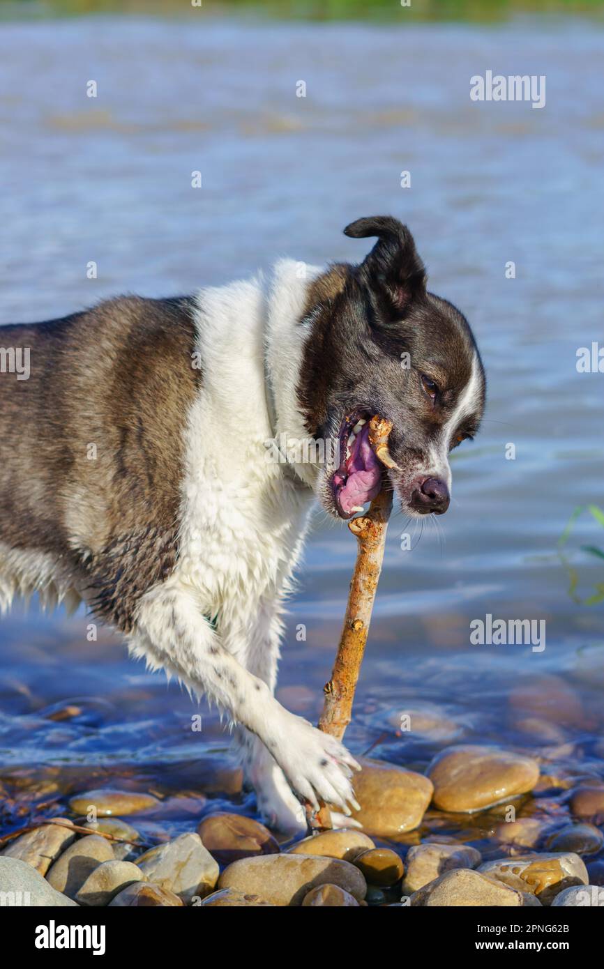 Schwarz-weißer Collie-Hund, der im Fluss spielt, mit einem Ast, der darauf beißt Stockfoto