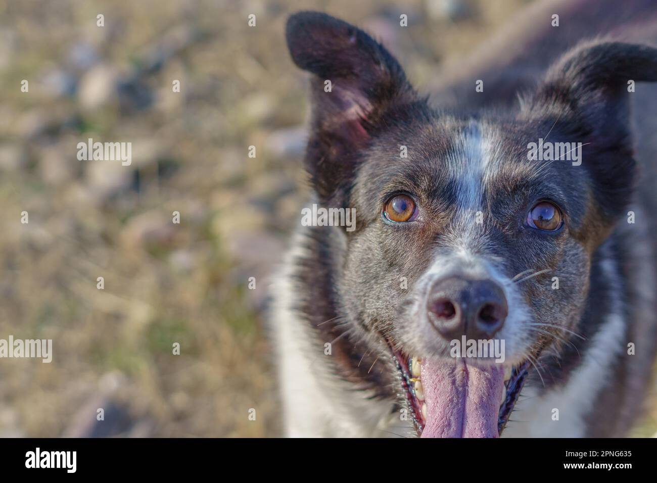 Nahaufnahme eines Border Collie Hundegesichts mit ausgezogener Zunge und einem Fluss mit grünen Blättern im Hintergrund Stockfoto