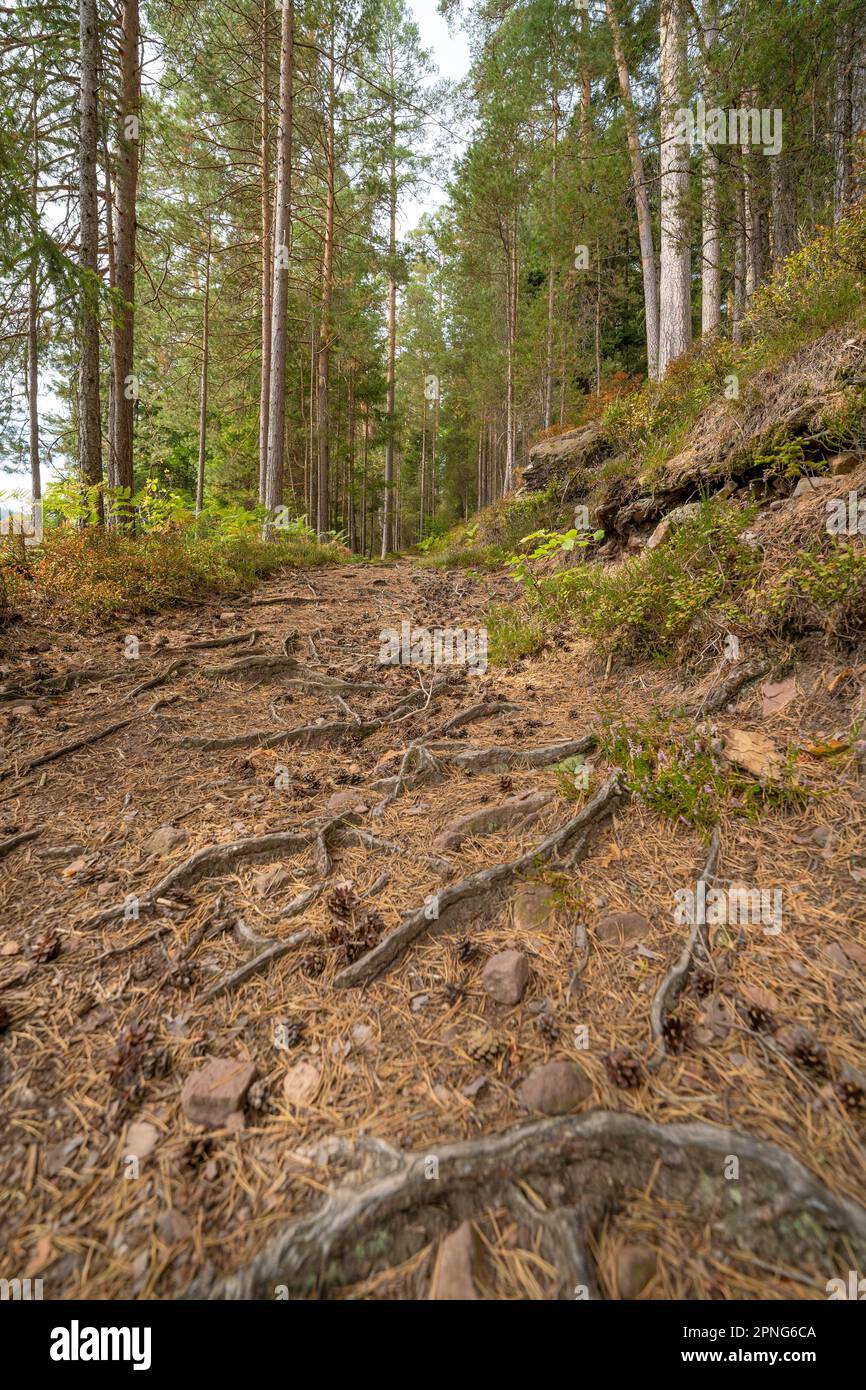 Bewurzelter Waldweg durch Kiefernwald, Bad Wildbad, Schwarzwald, Deutschland Stockfoto