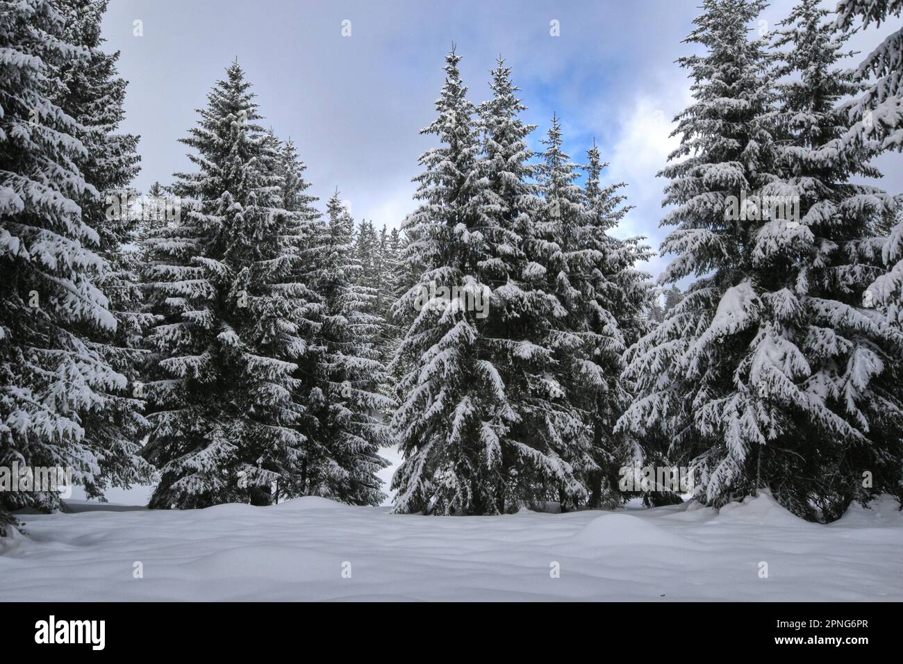 Tannen mit Schnee bedeckt, Hotzenwald, Deutschland Stockfoto
