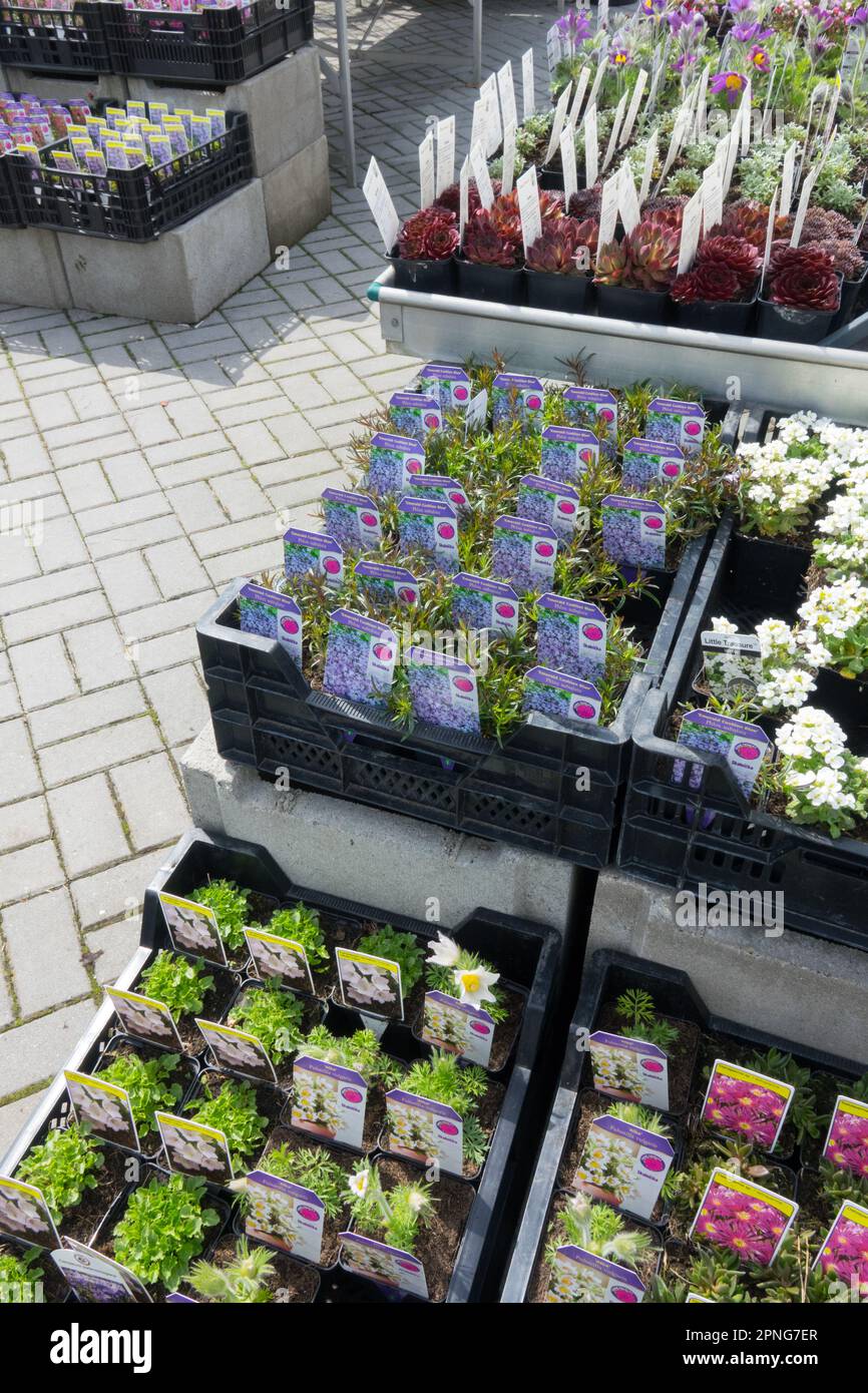 Auslage, Gartenzentrum der Perennials Pflanzen, Blumenangebot zum Verkauf Stockfoto