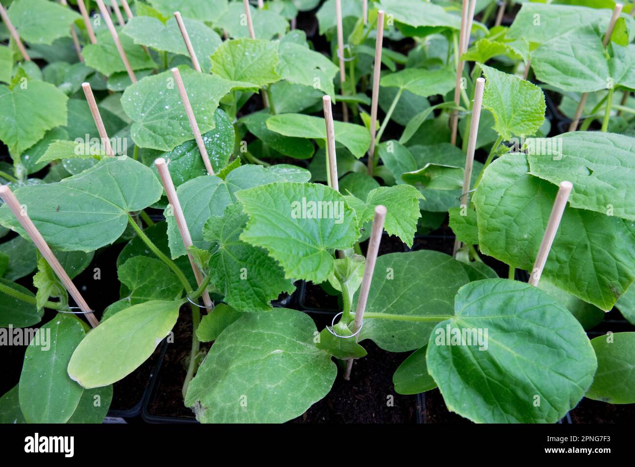 Gurken, Cucumis sativus, Gartenzentrumspflanzen, zum Verkauf, Setzlinge Marketmore Stockfoto