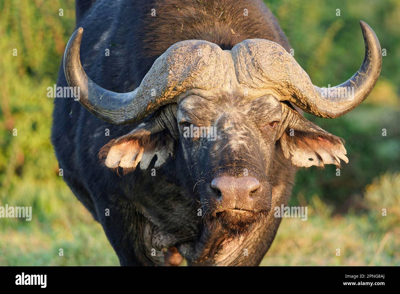 Cape Buffalo (Syncerus Caffer Caffer Caffer), erwachsener Mann erleuchtet vom Morgenlicht, Nahaufnahme von Kopf und Hörnern, Tierporträt, Addo Elephant Nationalpark, Stockfoto