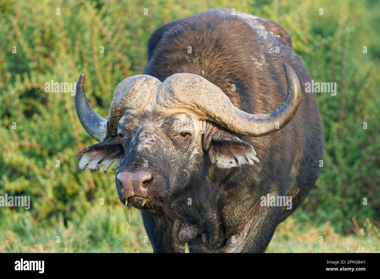 Cape Buffalo (Syncerus Caffer Caffer Caffer), männlicher Erwachsener, der im Morgenlicht Gras füttert, Nahaufnahme von Kopf und Hörnern, Tierporträt, Addo Elephant Na Stockfoto