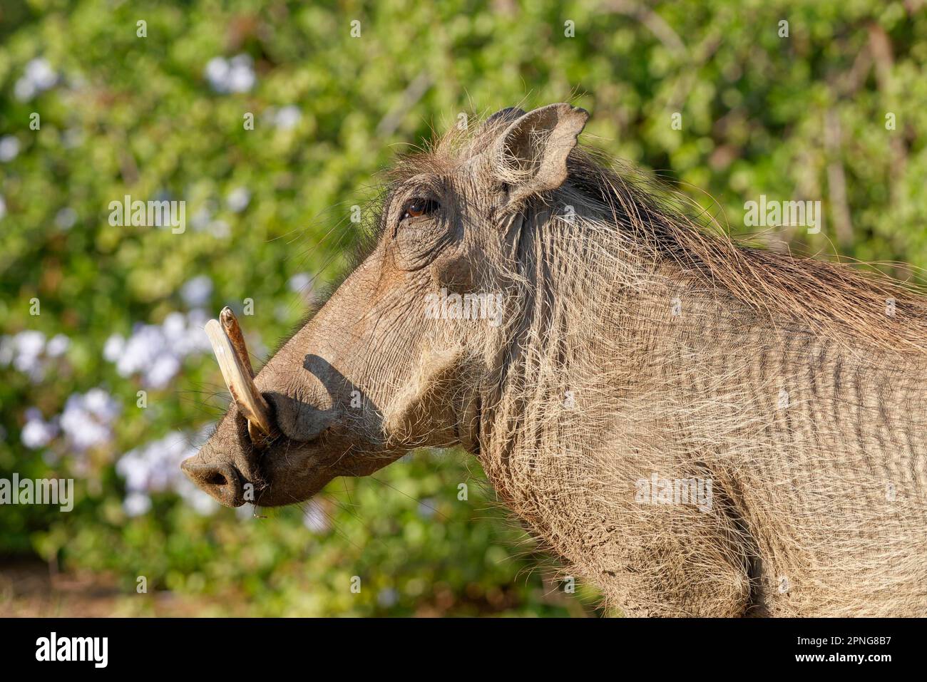 Gemeines Warzenschwein (Phacochoerus africanus), ausgewachsenes Tier, Profilporträt, Addo Elephant National Park, Ostkap, Südafrika, Afrika Stockfoto