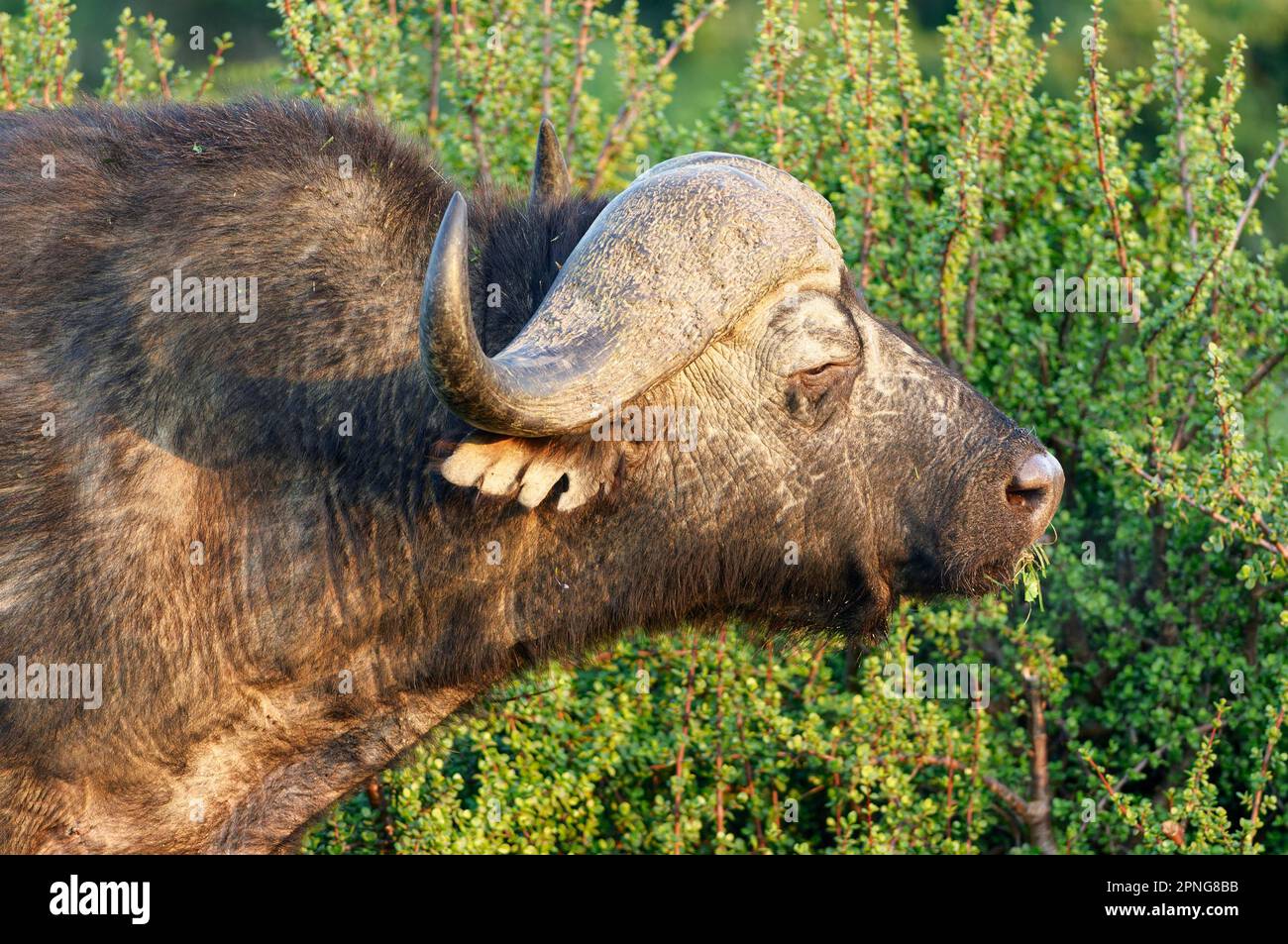 Cape Buffalo (Syncerus Caffer Caffer Caffer), männlicher Erwachsener, der Gras isst, beleuchtet vom Morgenlicht, Nahaufnahme von Kopf und Hörnern, Profilporträt, Addo Eleph Stockfoto