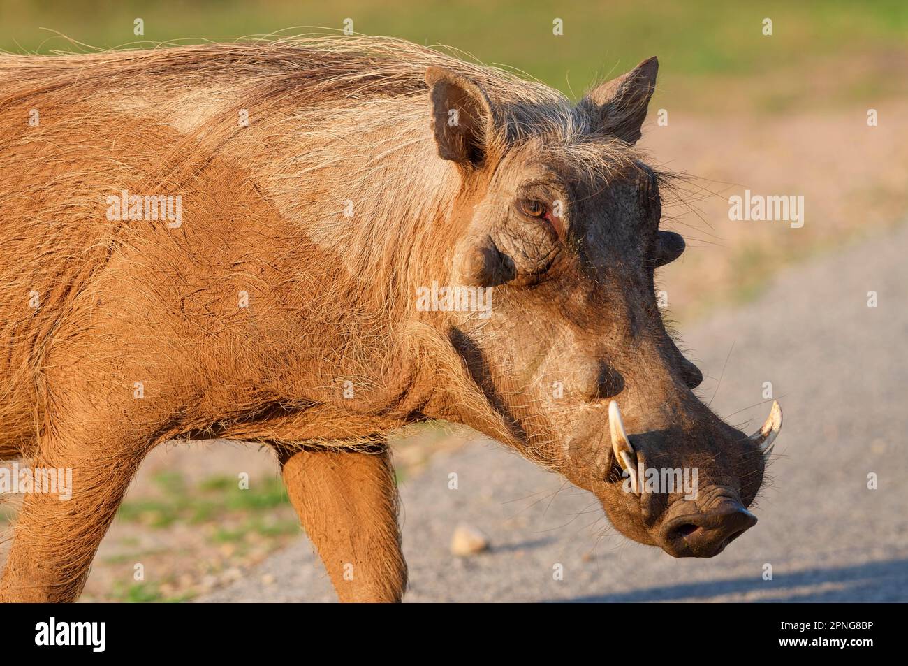 Gemeines Warzenschwein (Phacochoerus africanus), ausgewachsenes Tier, Überquerung der geteerten Straße, Nahaufnahme des Kopfes, Addo Elephant Nationalpark, Ostkap, Sout Stockfoto