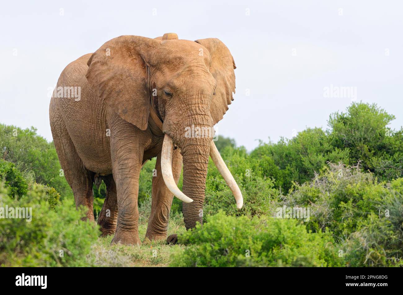 Afrikanischer Buschelefant (Loxodonta africana), männlicher Erwachsener mit langen Stoßzähnen und Funkhalsfütterung von Gras, Addo Elephant National Park, Eastern Cape, S. Stockfoto