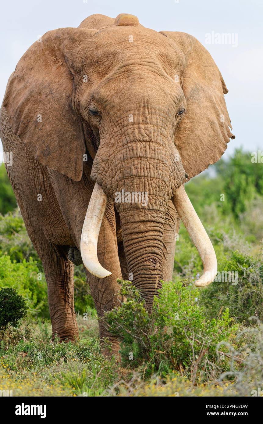 Afrikanischer Buschelefant (Loxodonta africana), männlicher Erwachsener mit langen Stoßzähnen und Funkhalsfütterung von Gras, Addo Elephant National Park, Eastern Cape, S. Stockfoto