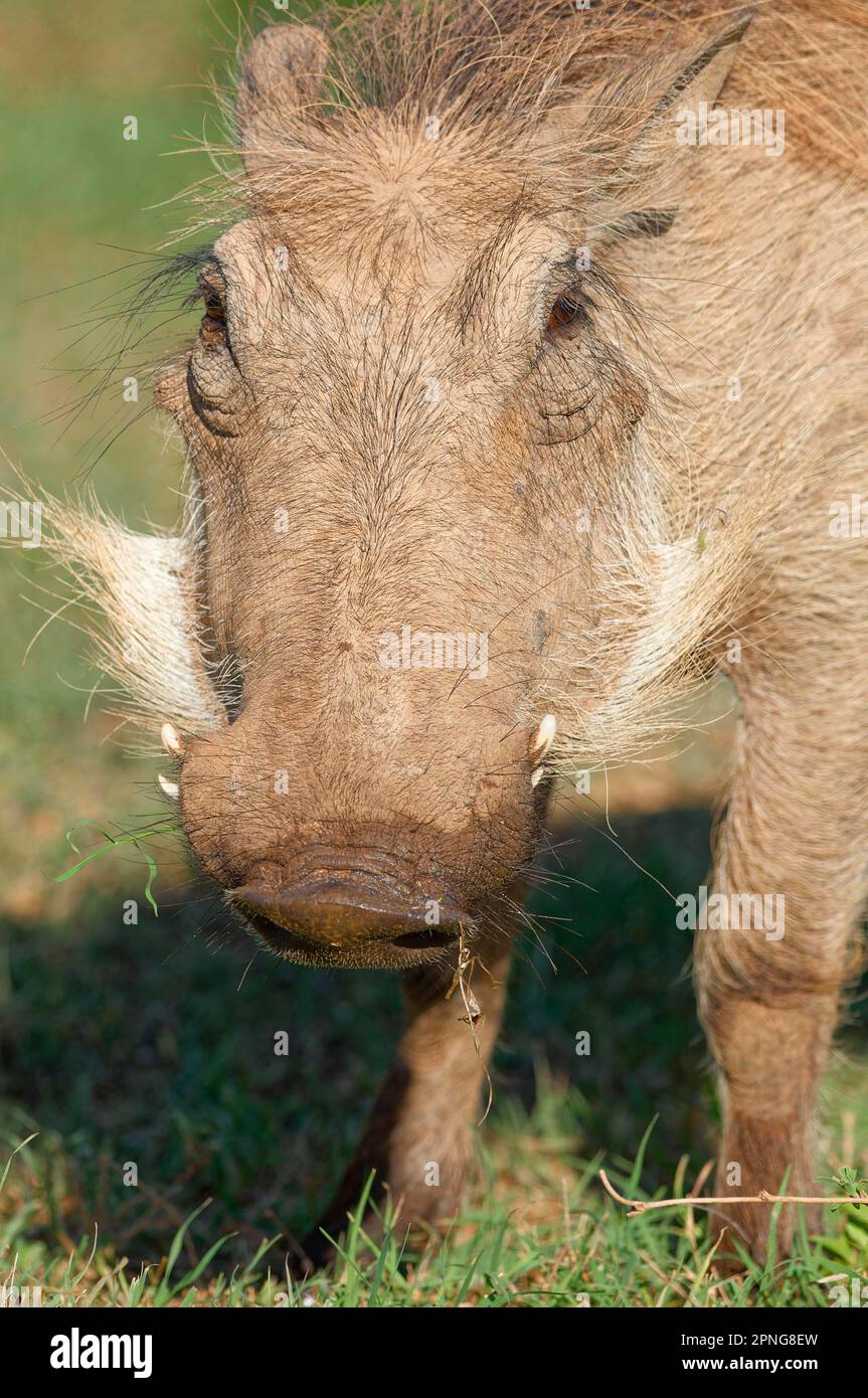 Gemeine Warzenschweine (Phacochoerus africanus) Futtersuche, Nahaufnahme des Kopfes, Tierporträt, Addo Elephant Nationalpark, Ostkap, Südafrika, Schweiz Stockfoto