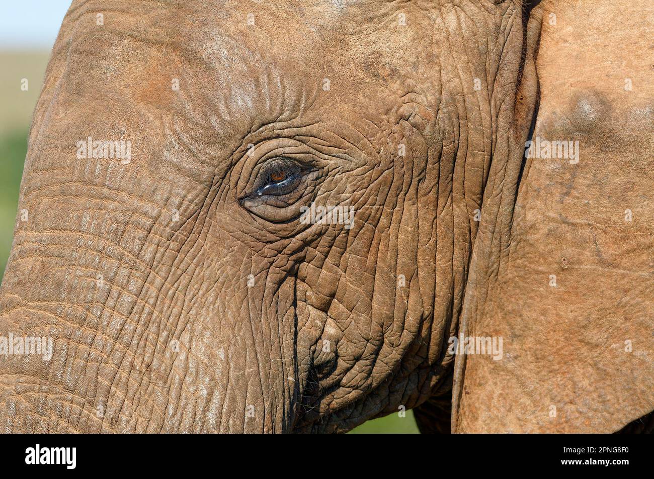 Afrikanischer Buschelefant (Loxodonta africana), männlicher Erwachsener, Nahaufnahme des Kopfes, Tierporträt, Detail, Addo Elephant National Park, Ostkap, Sout Stockfoto
