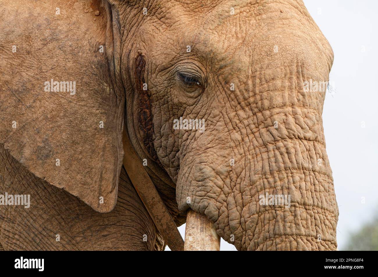 Afrikanischer Buschelefant (Loxodonta africana), erwachsener Mann mit Funkhalsband, Nahaufnahme des Kopfes, Tierporträt, Detail, Addo Elephant Nationalpark, Stockfoto