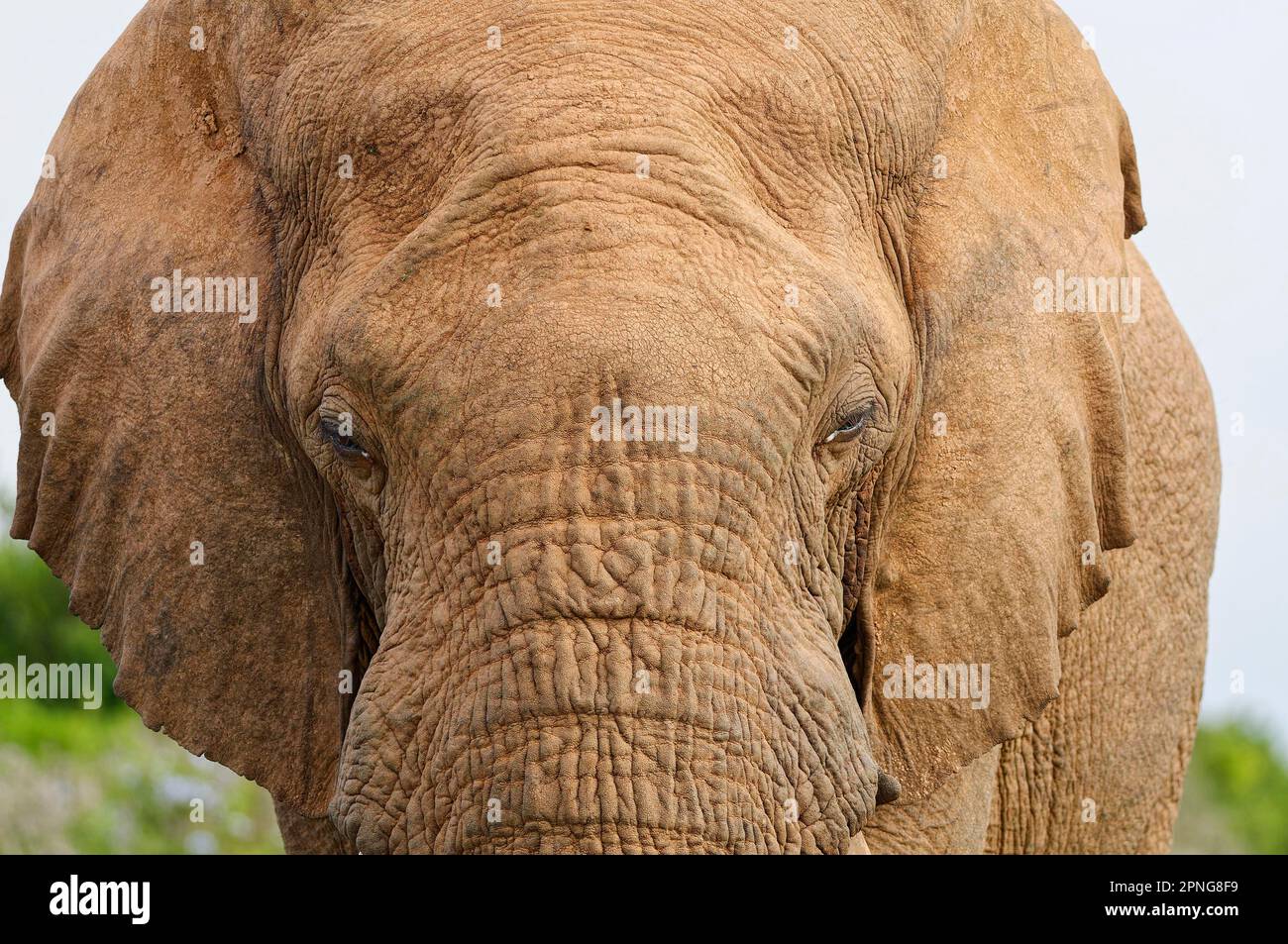 Afrikanischer Buschelefant (Loxodonta africana), männliche Kamera, Nahaufnahme des Kopfes, Tierporträt, Detail, Addo Elephant National Park, Osten Stockfoto
