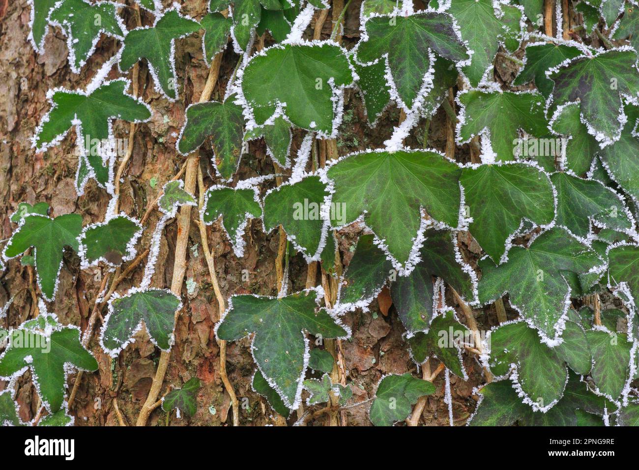 Efeu bedeckt mit Heiserfrost, auf einem Baumstamm im Wald, Schweiz Stockfoto
