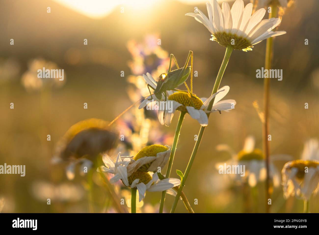 Ein Grashüpfer auf einer Gänseblümchen. Heller, natürlicher goldener Hintergrund bei Sonnenuntergang. Die Sonnenstrahlen erleuchten eine Lichtung mit Gänseblümchen. Das Konzept des Caref Stockfoto