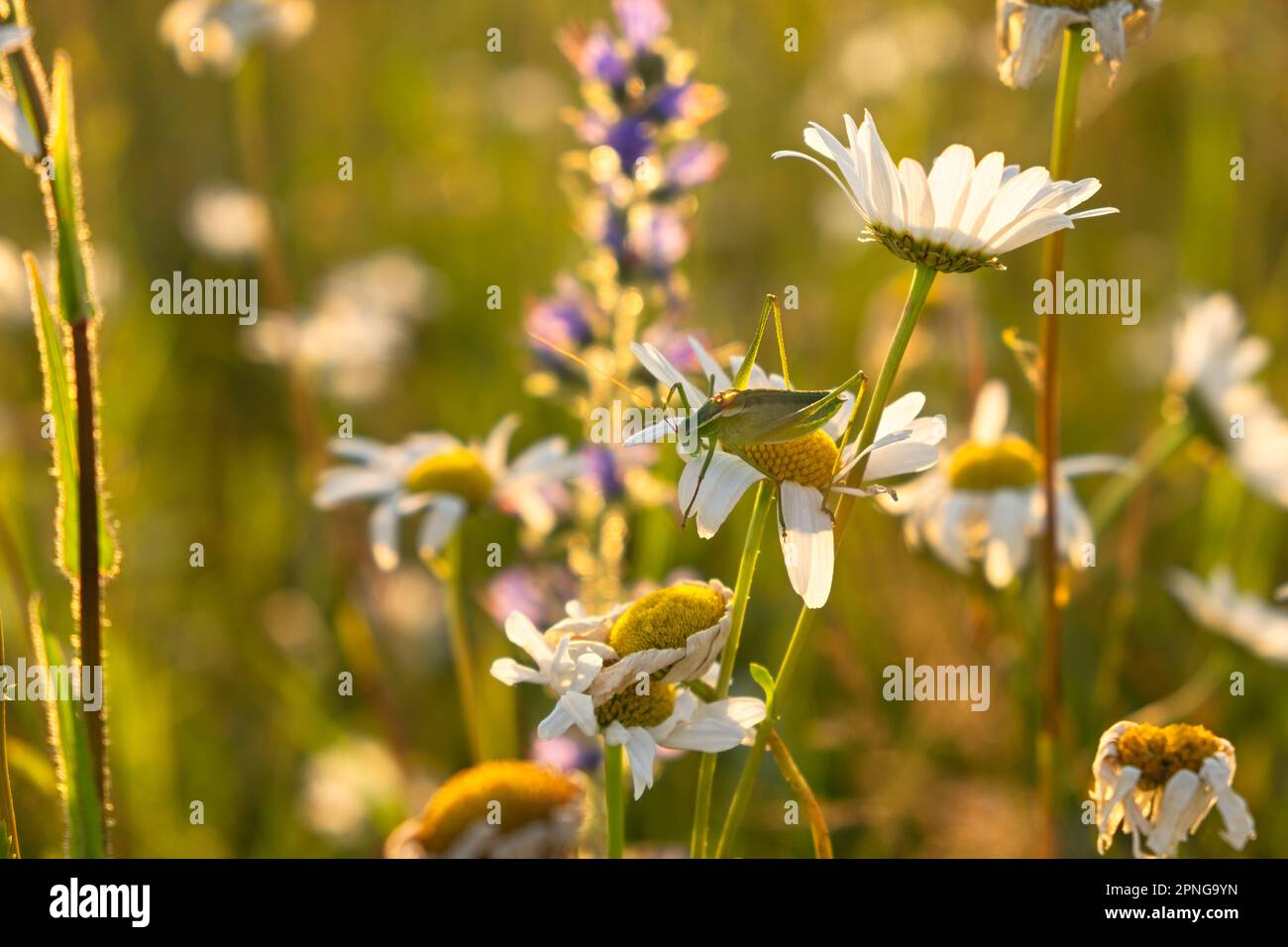 Ein Grashüpfer auf einer Gänseblümchen. Heller, natürlicher goldener Hintergrund bei Sonnenuntergang. Die Sonnenstrahlen erleuchten eine Lichtung mit Gänseblümchen. Das Konzept des Caref Stockfoto